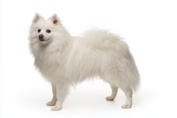Fototapeta premium White fluffy American Eskimo dog stands and looks at the camera in a bright studio setting with white background and good lighting