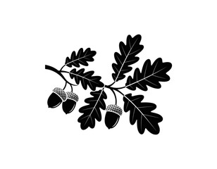 Elegant black and white illustration of a cluster of oak leaves with acorns isolated on transparent background © MST SUETI