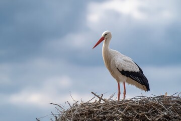 Graceful Stork On Nest Under Clouds