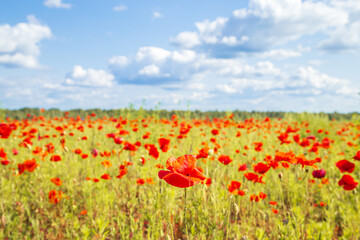 Obraz premium Red poppies in a meadow, cloudy sky and sunlight. Summer landscape.