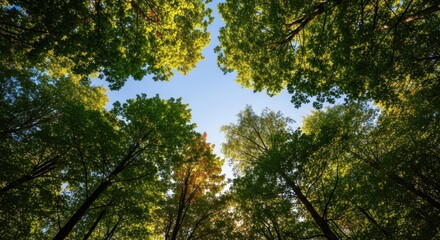 Obraz premium Dense temperate forest canopy reaching toward a bright blue sky on a clear summer day. Sunlight filters through the leaves and branches, filtering, green, fresh