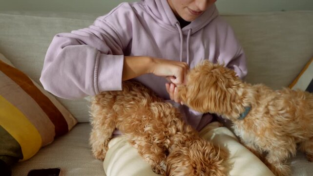 Woman mediating treat squabble between two playful puppies