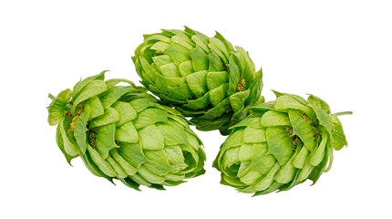 Obraz premium Three fresh green hops in a close-up shot