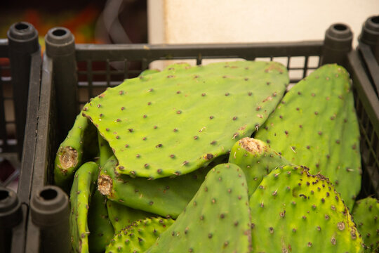 Fresh green prickly pear cactus pads, also known as nopalitos, ready for culinary use in Valladolid Mexico