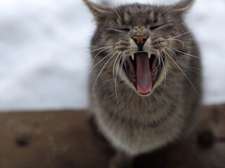 Close-up portrait of gray domestic cat yawning with open mouth outdoors, soft gray and brown tones,...