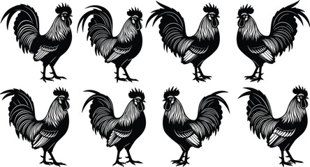 Rooster silhouette set, black cockerel figures for farm logo design, poultry bird vector icons, gallus gallus domesticus illustrations, rural farm animal, chicken. © Mst