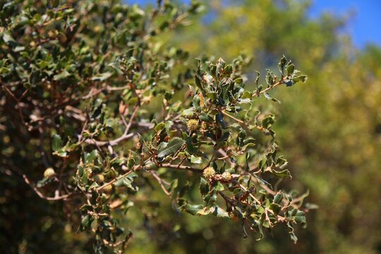 Quercus coccifera (kermes oak, holly oak). Evergreen shrub or tree in Mediterranean region of Southern Europe. Plant species.