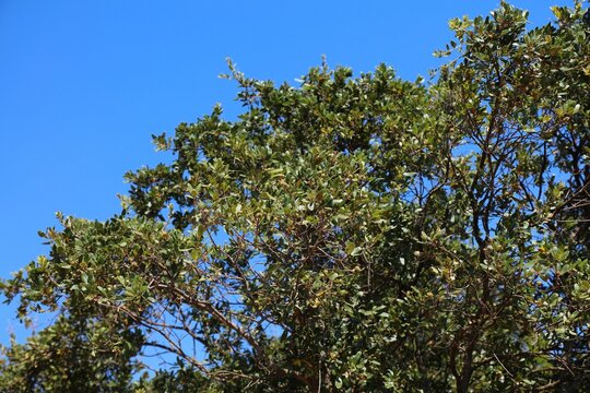 Quercus coccifera (kermes oak, holly oak). Evergreen shrub or tree in Mediterranean region of Southern Europe. Plant species.