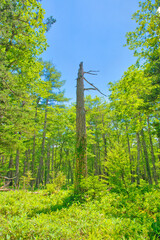 栃木県日光市　奥日光の戦場ヶ原に広がる森林風景
