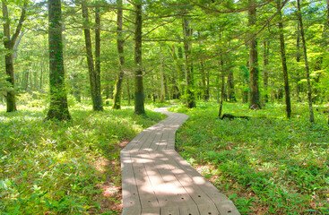 栃木県日光市　奥日光の戦場ヶ原に伸びる木道と森林 © TNK