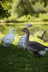 Obraz premium A photograph of domestic geese in a meadow by the river.