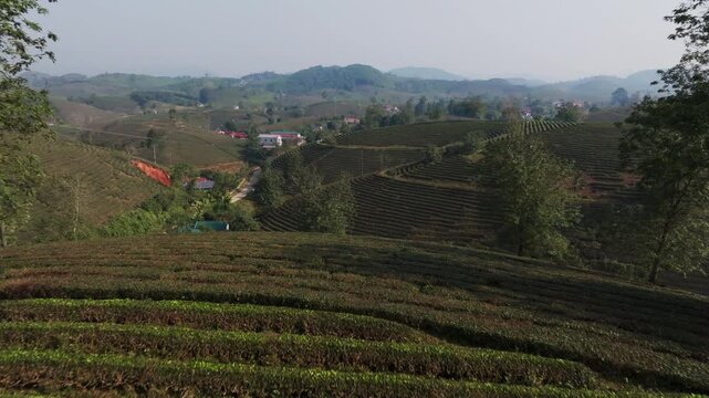 Drone approach toward a tea hill with terraced rows and trees, with villages in the distance, Long Coc, Phu Tho, Vietnam.