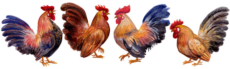 4 watercolor roosters with transparent background png © graphobia