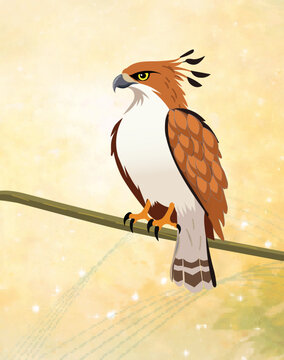 Crested Serpent Eagle Perched on Tree Branch.