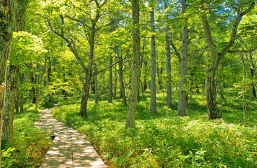 栃木県日光市　奥日光の戦場ヶ原に伸びる木道と森林 © TNK