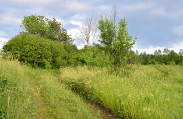 Obraz premium Dirt Path Through Green Grassy Field with stormy clouds copy space