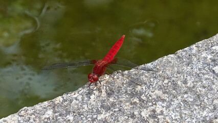 水辺のトンボ © 利光 守本