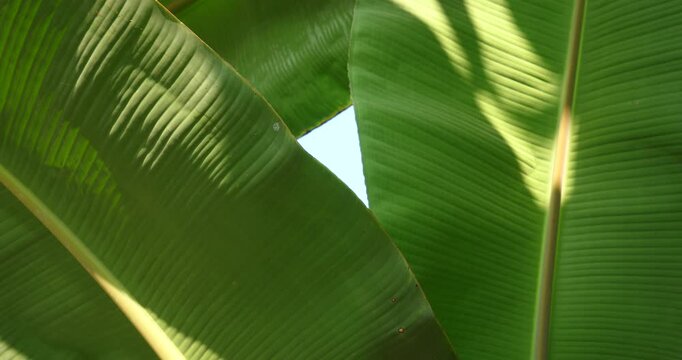 Fresh green banana leaves on the tree, and copy space for graphic work.Beautiful leaves frame with copy space