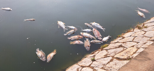 Environmental pollution,dead fish floated © Nontawat