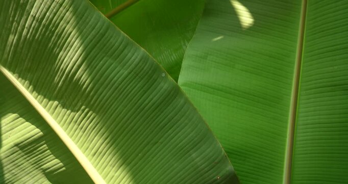 Banana leaves fluttering in the wind on a banana tree; a banana leaf and nature background for graphic design.