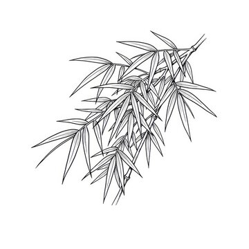 Hand drawn ink sketch of sharp Bamboo leaves cluster isolated on white background. Traditional tattoo illustration.