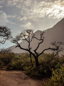 Backlit silhouette of a burnt tree in East Java volcanic highlands