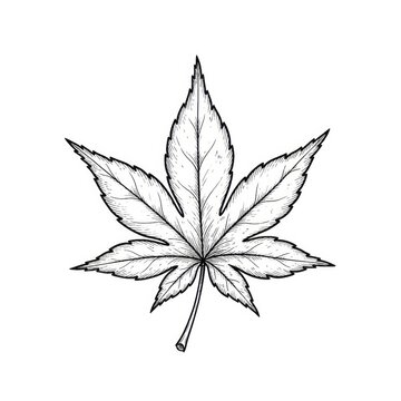 Hand drawn ink sketch of single Japanese Maple leaf isolated on white background. Traditional tattoo illustration.