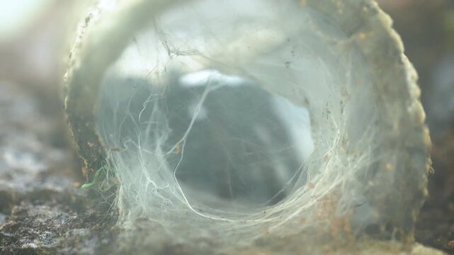 looking deep into a dense, tunnel-like spider web. The macro footage captures the intricate silk architecture and texture of an arachnid's hidden lair, perfect for wildlife documentaries, mysterious, 