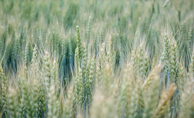 Fototapeta premium Unripe wheat(Triticum) plantation in summer. Selective focus.