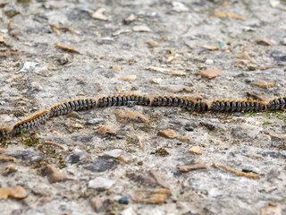 Chenilles processionnaires du pin Thaumetopoea pityocampa en procession sur le sol – comportement collectif caractéristique de cette espèce de lépidoptère urticant © Colombe Delons