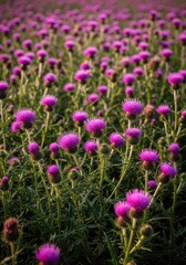 Obraz premium Vibrant pink and purple thorny flowers of wild thistle plants blooming profusely in a sunny summer meadow, creating a dense, natural carpet, soft, pink, density