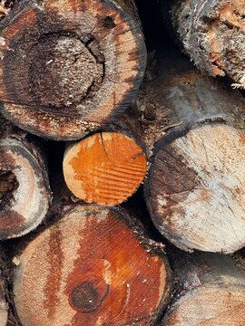 stacked firewood in front of a biomass power plant - texture