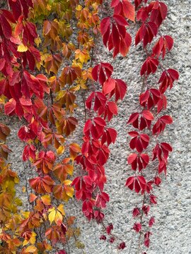 Background: red autumn leaves on a wall