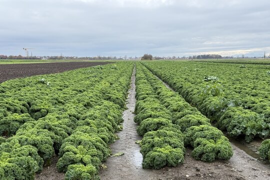 Agricultural field with dense rows of kale growing