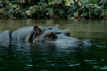 Hippopotamus Half Submerged in Water &ndash; documentary style, real world, authentic situation, natural light, genuine moment captured by human photographer, no ai