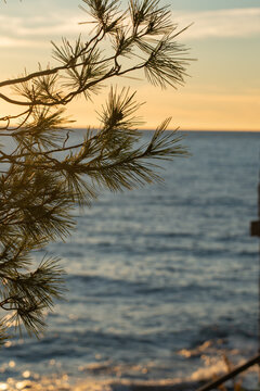 Mediterranean pine trees on rocky sea coast at beautiful golden sunset.
