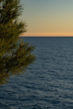 Mediterranean pine trees on rocky sea coast at beautiful golden sunset.
