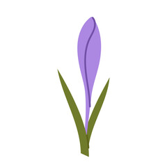 Fototapeta premium Single purple crocus bud with green leaves in flat style. Minimal spring botanical element isolated on white background for floral decoration and seasonal design.