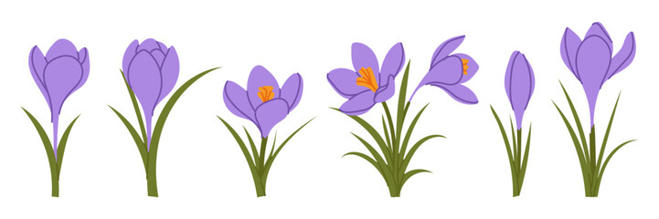 Set spring crocus flowers showing different blooming stages. Purple botanical flowers with green leaves isolated on white background for floral design, greeting cards and seasonal decorations.