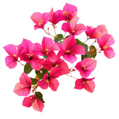 Bougainvillea flower isolated on transparent background