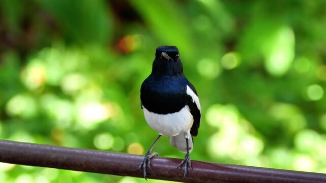 Oriental Magpie Robin perched on metal pipe, Asian magpie robin standing on steel pipe