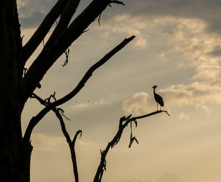 An evening silhouette of a grey crowned crane in Lewa Wildlife Conservancy, Kenya. 