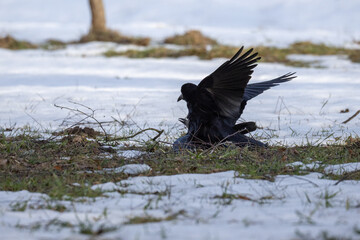 A pair of rooks mating on the ground on a sunny winter day against the snow. © Mariia