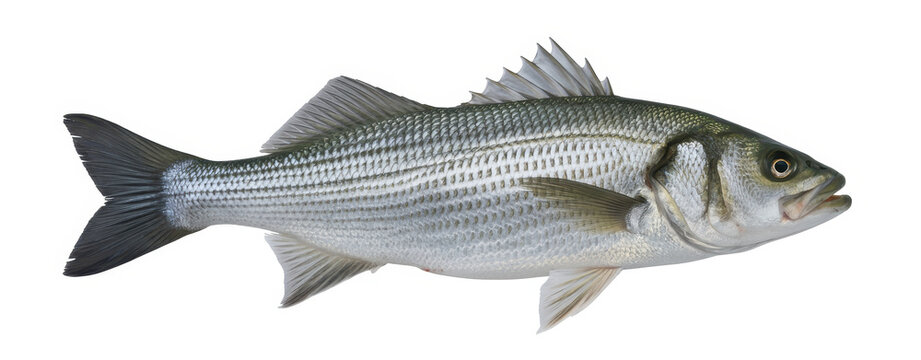 Close-up of Striped Bass with Open Mouth fish scales