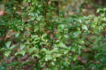 Obraz premium Lush Green Sageretia Leaf Closeup