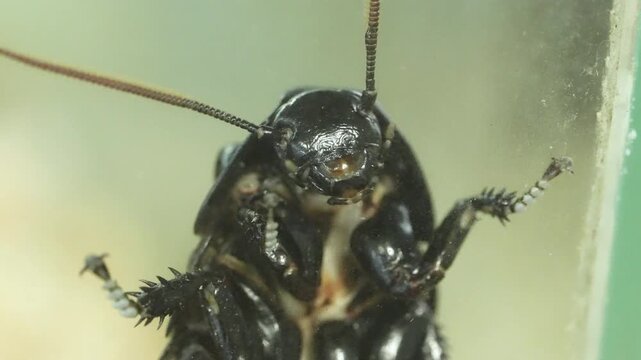 Cinematic 4K extreme close-up footage of large exotic cockroaches, showing detailed segmented bodies and antennae. High-quality macro nature videography highlighting pest biology, intricate exoskeleto