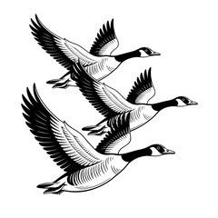 Obraz premium A group of Canada geese flying in formation as a black and white illustration