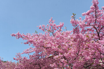 柔らかいピンク色の桜