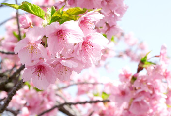 柔らかいピンク色の桜