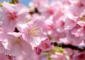 柔らかいピンク色の桜